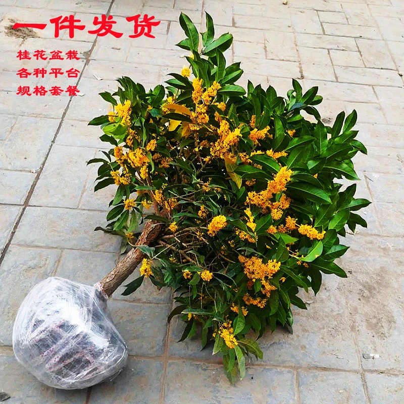【专颖】桂花树苗盆栽金桂浓香型花卉室内外庭院阳台地栽月月开好养