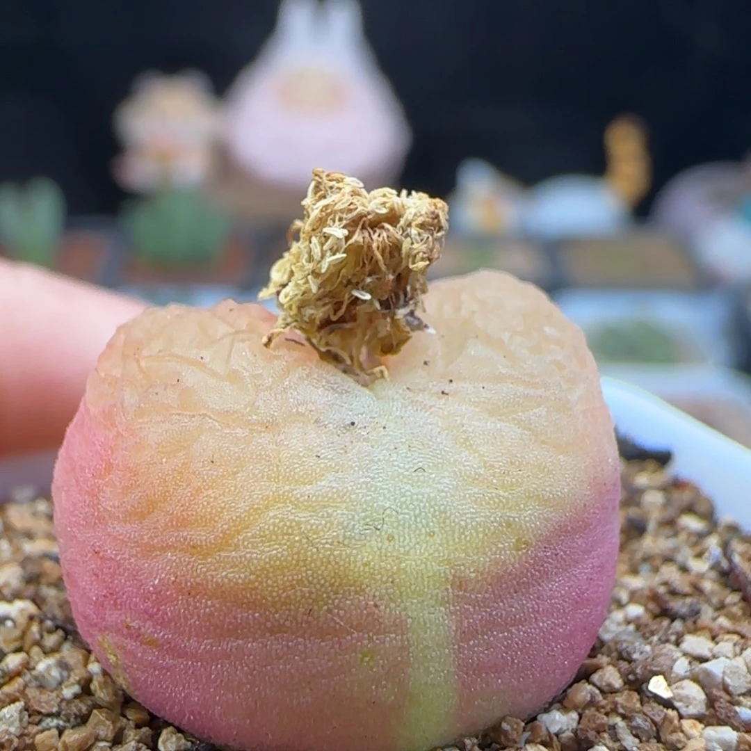 2.13.35/尺寸2.0 水蜜桃