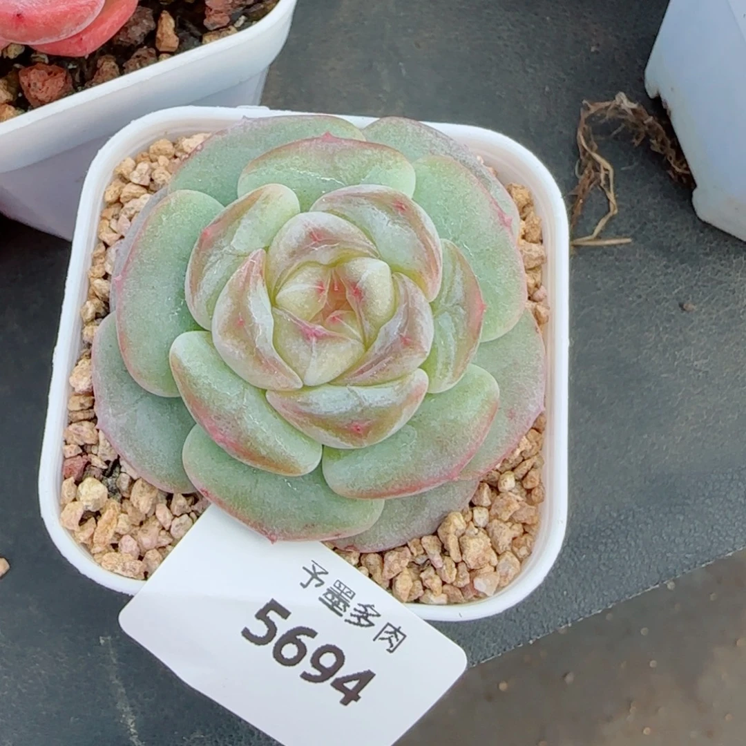 孤品珍妮，5694多肉植物