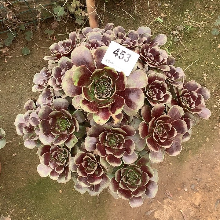 多肉植物圆叶灰453