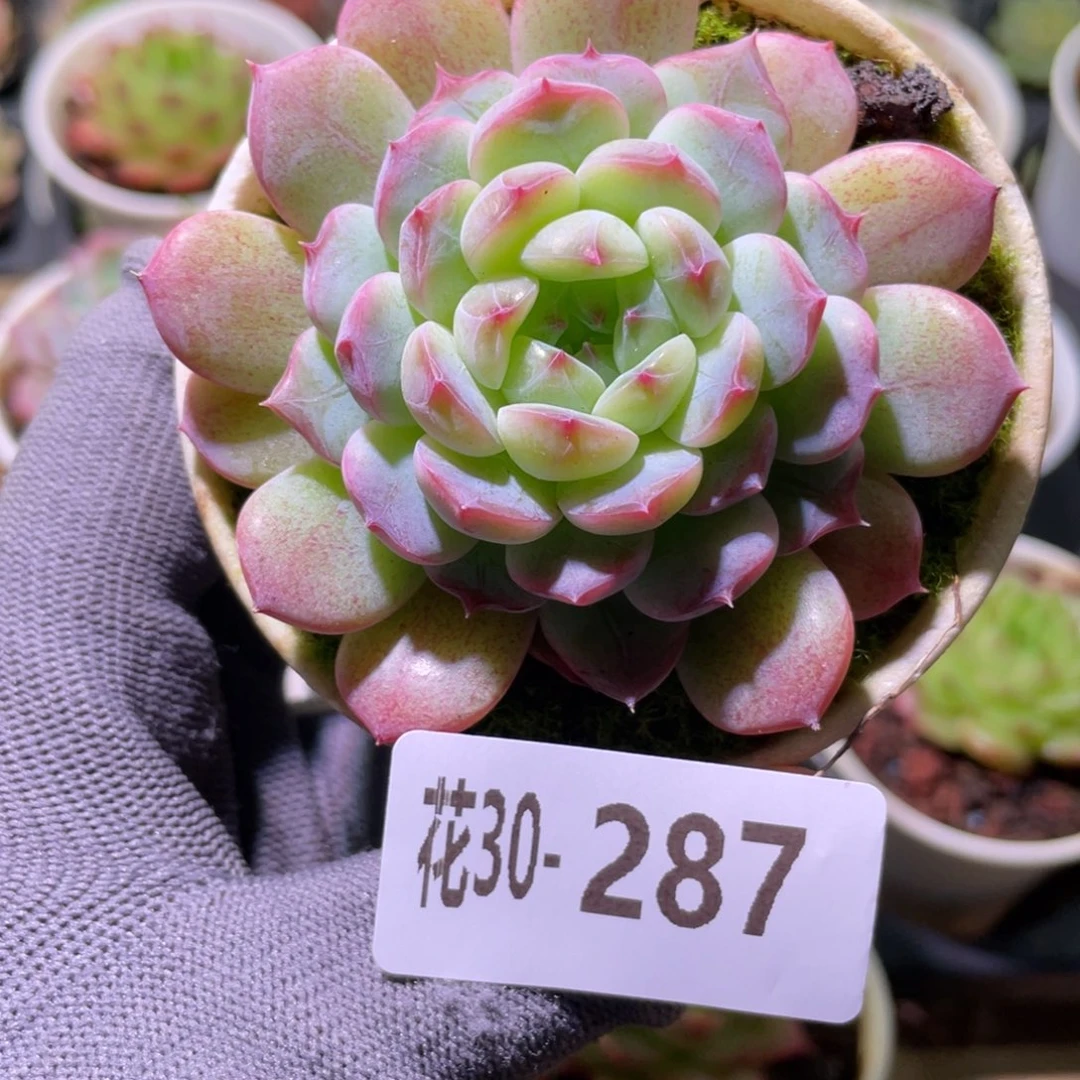 花利美30-287琴心