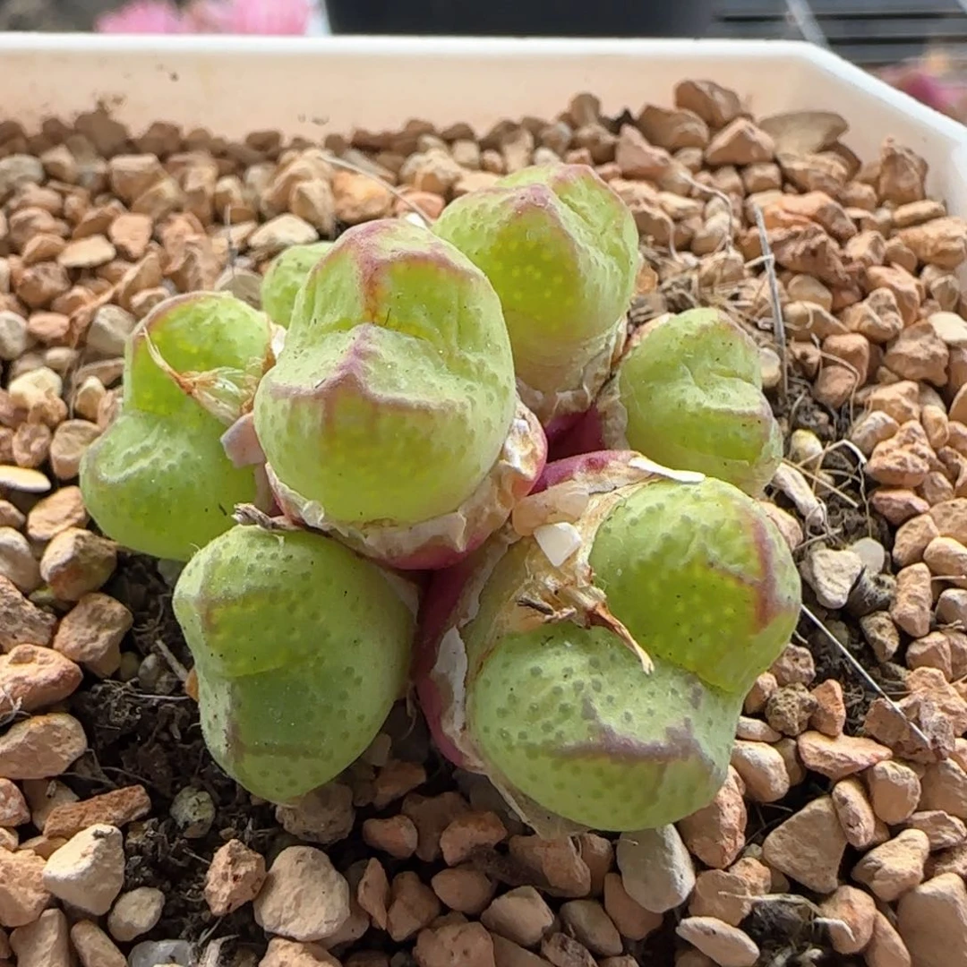 5395 大白多肉植物园