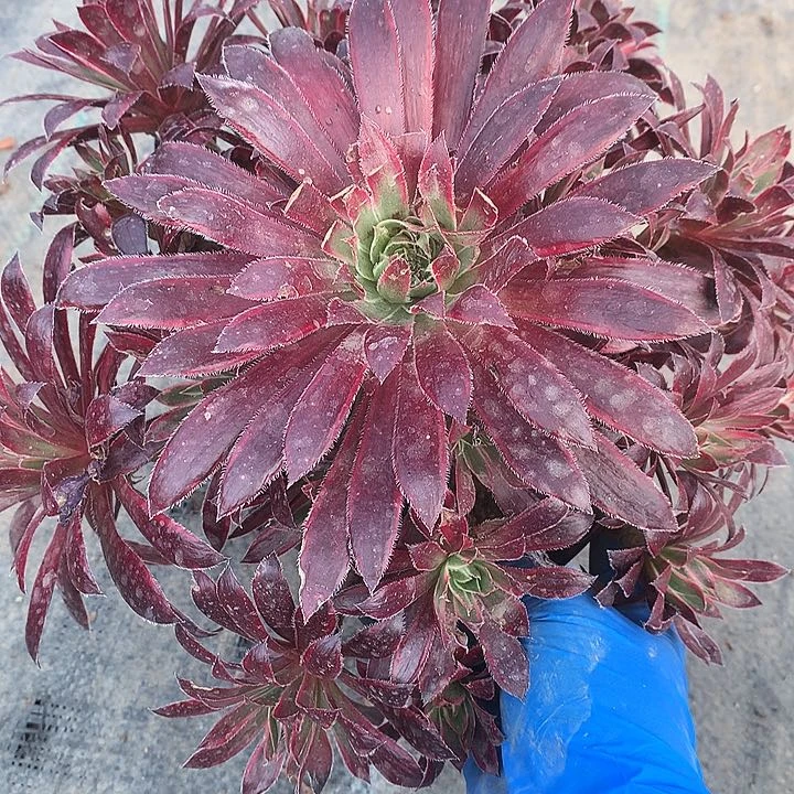 737孔雀锦多肉植物