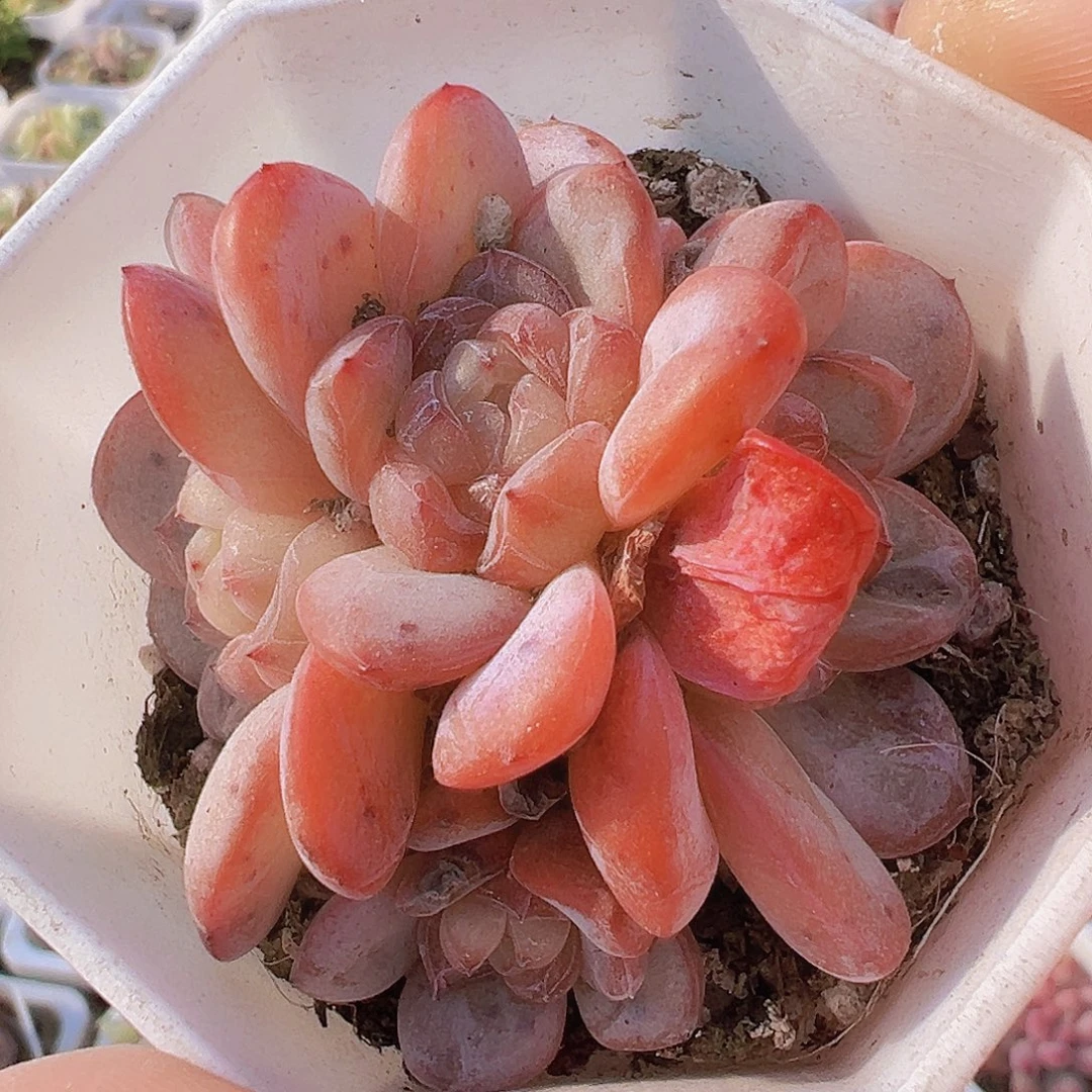 粉星星珍妮群19包邮多肉
