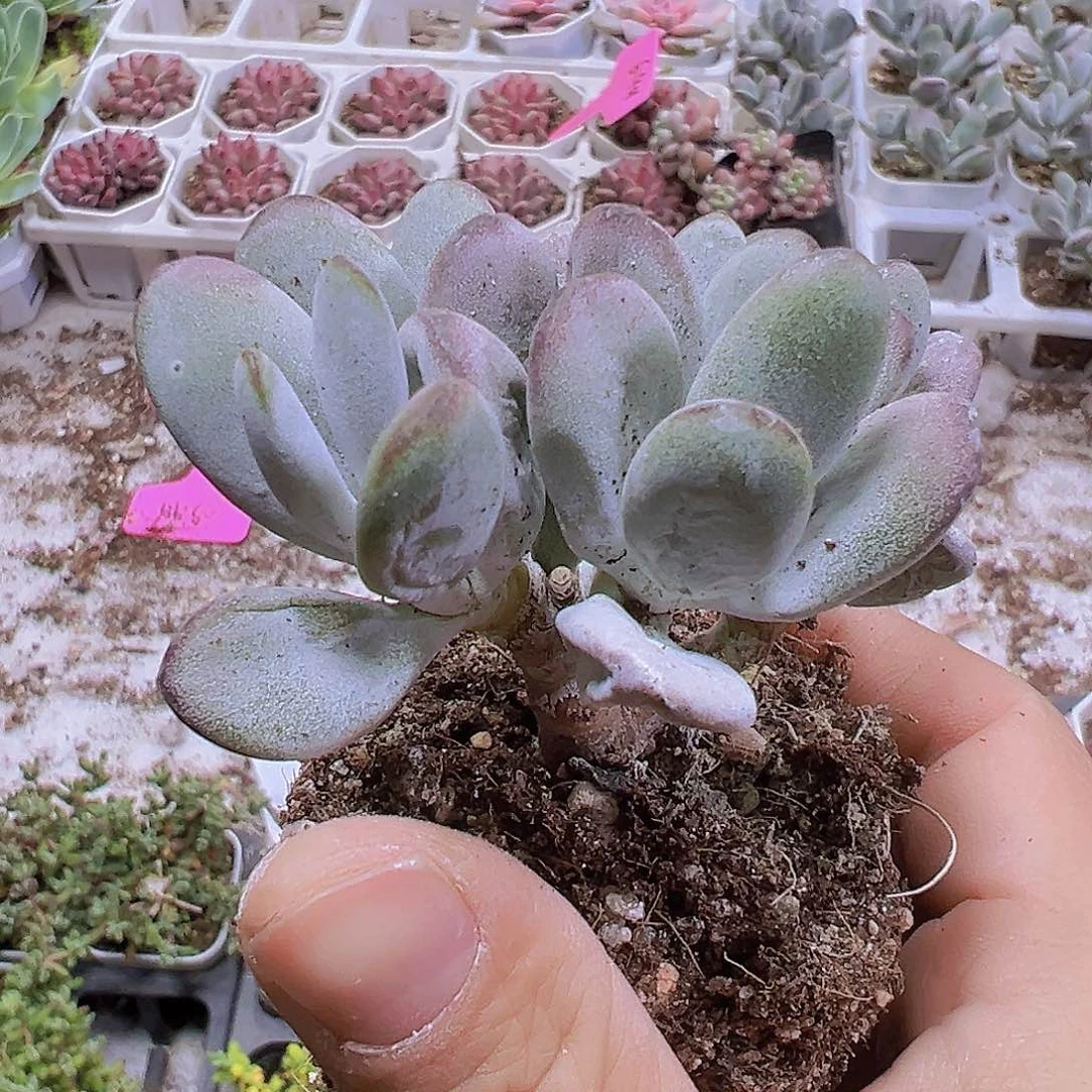 乒乓福娘19包邮多肉植物