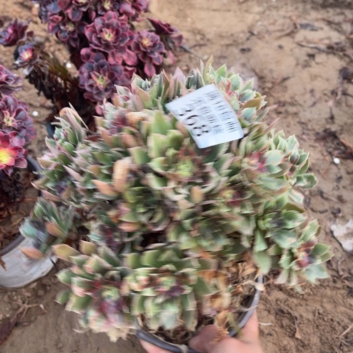 红****368光辉七彩手捧1号棚