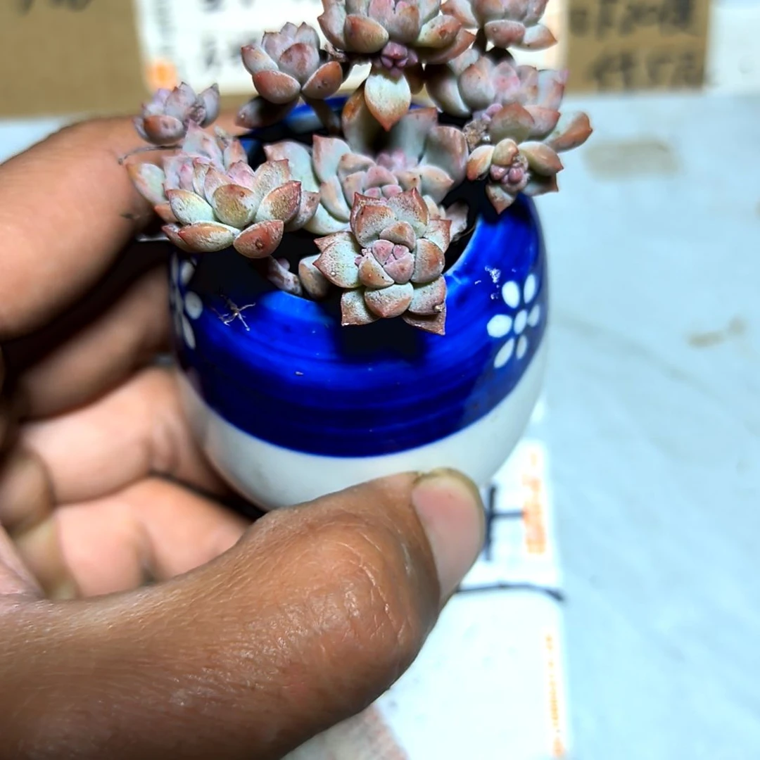 满6元包邮，粉曼多头老苗售后八条腿