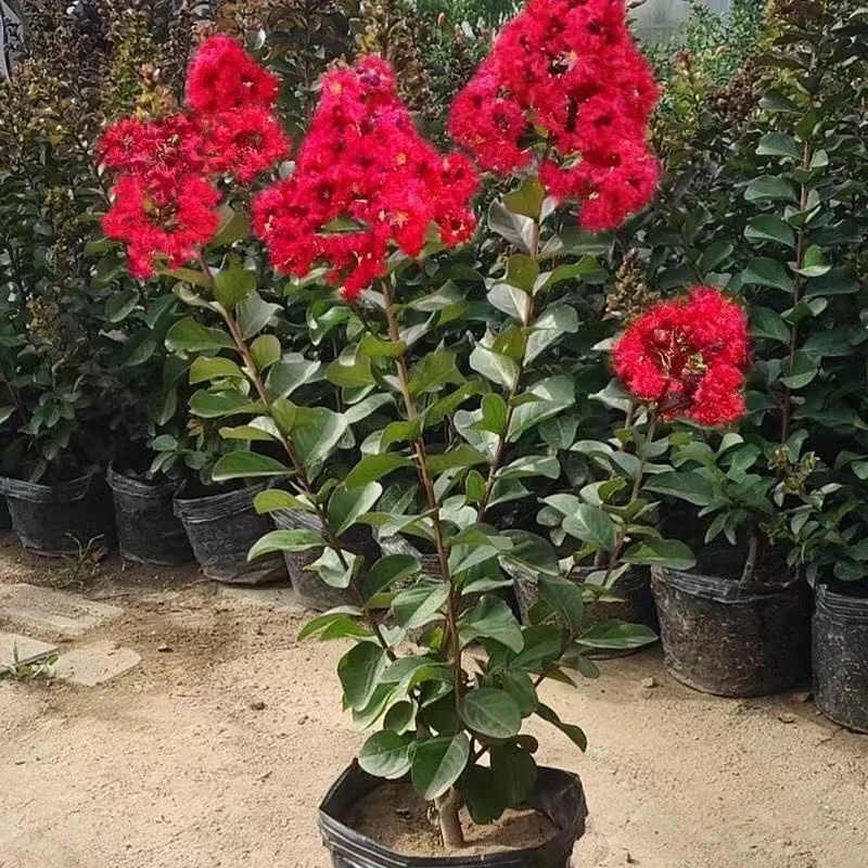 紫薇盆栽苗原盆原土发货