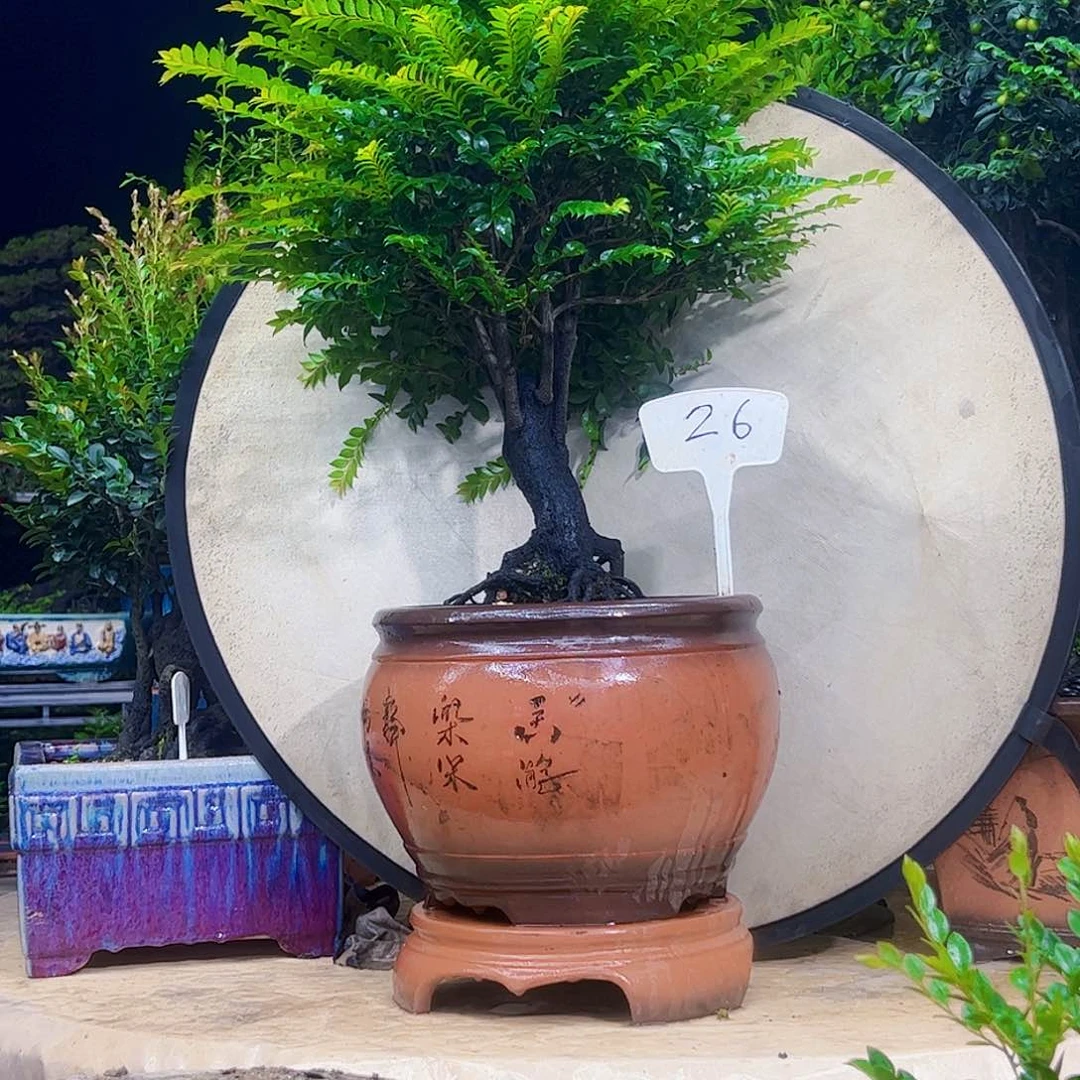 当前无花朵，栽培后可花朵越****窗