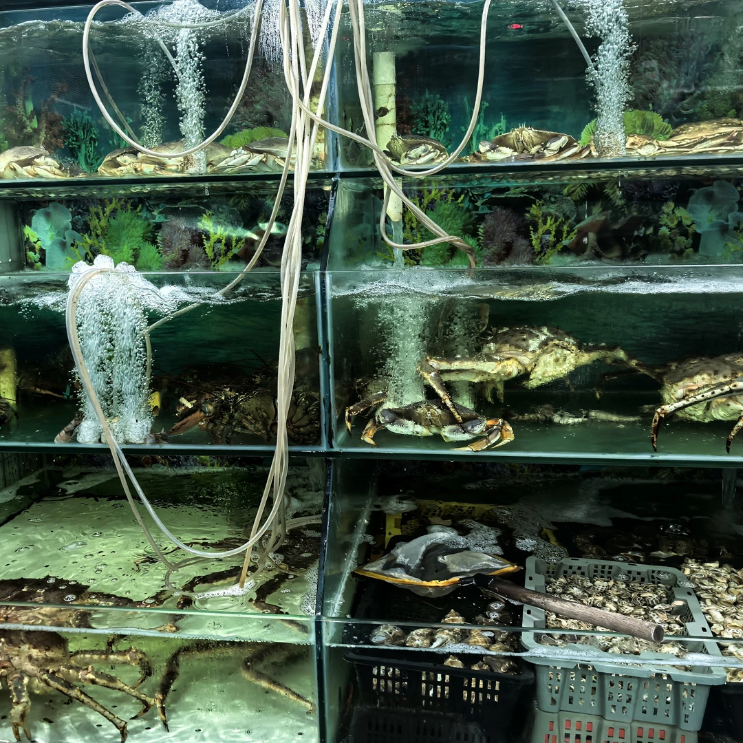 鲜活帝王蟹顺丰发货