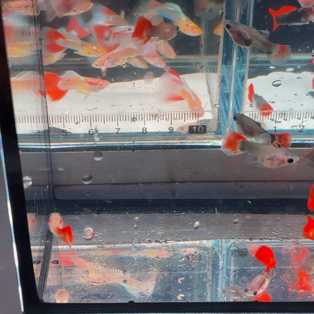 ****光孔雀鱼红尾玻璃猫2对