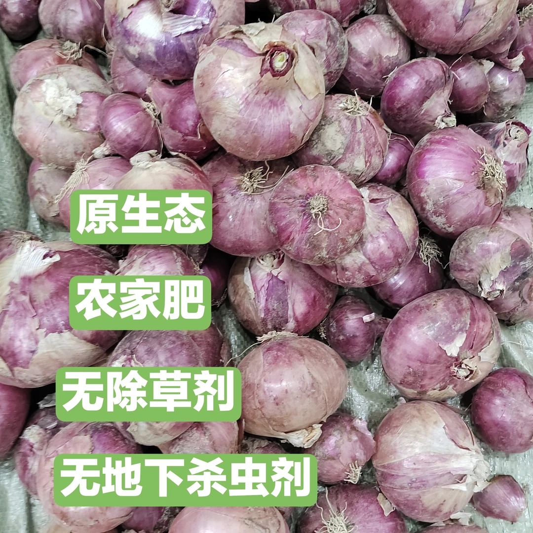老马自种自吃原生态种植洋葱无化肥无除草剂5斤包邮