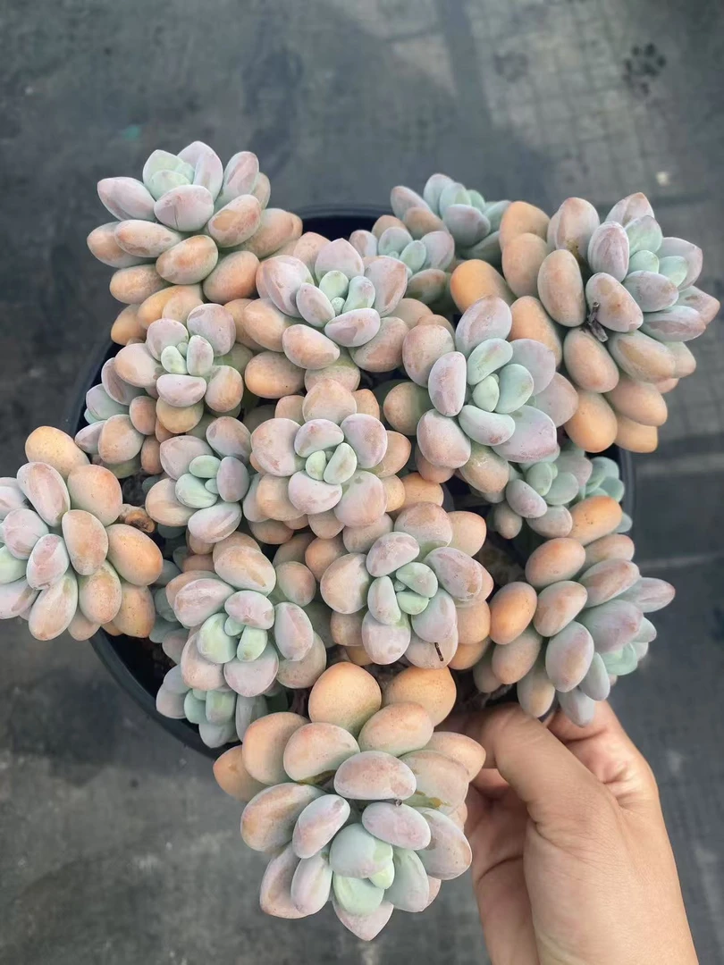 老阿姨多肉植二号链接F200-F300直播间一物一拍2单包邮.