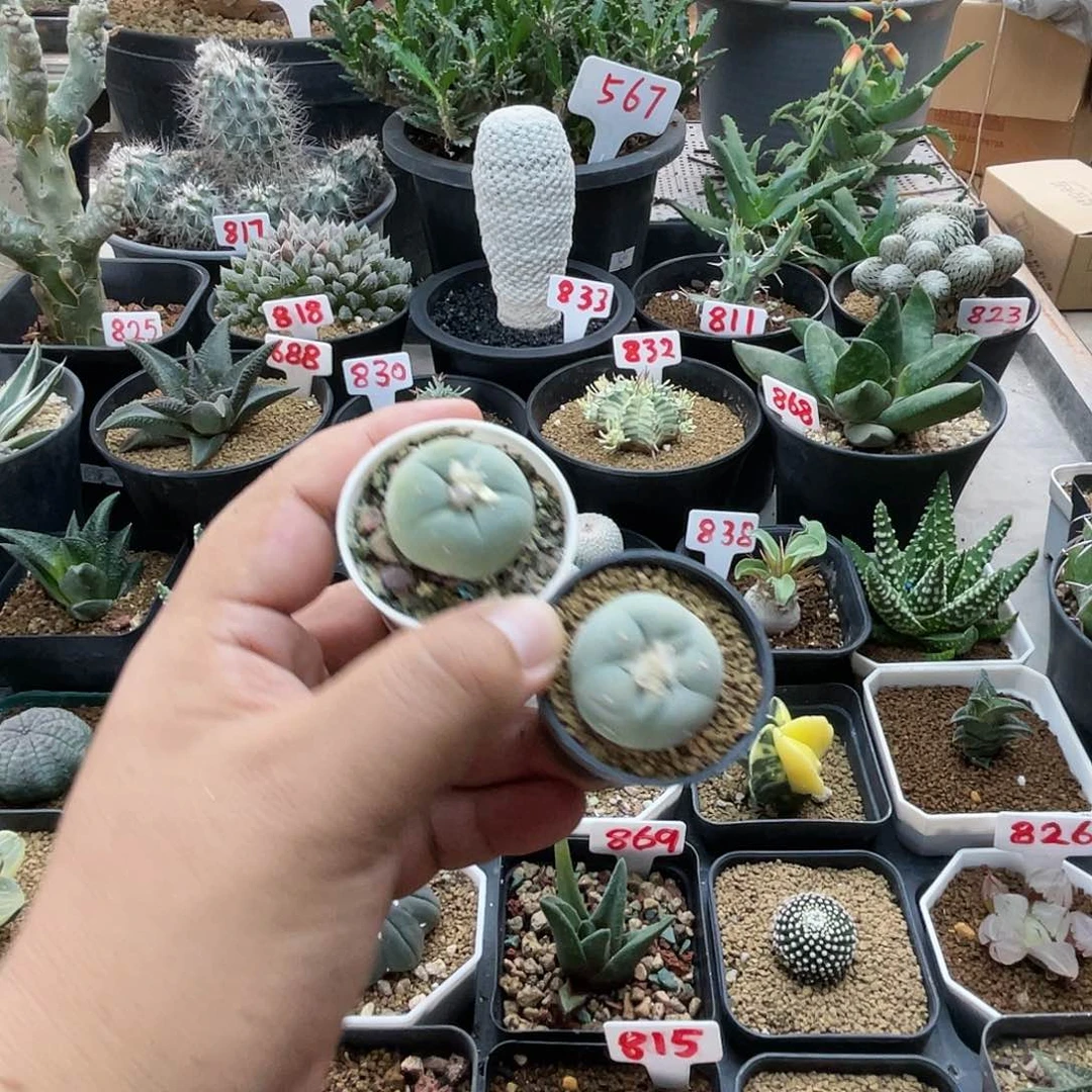 长***长粉丝专拍仙人球多肉