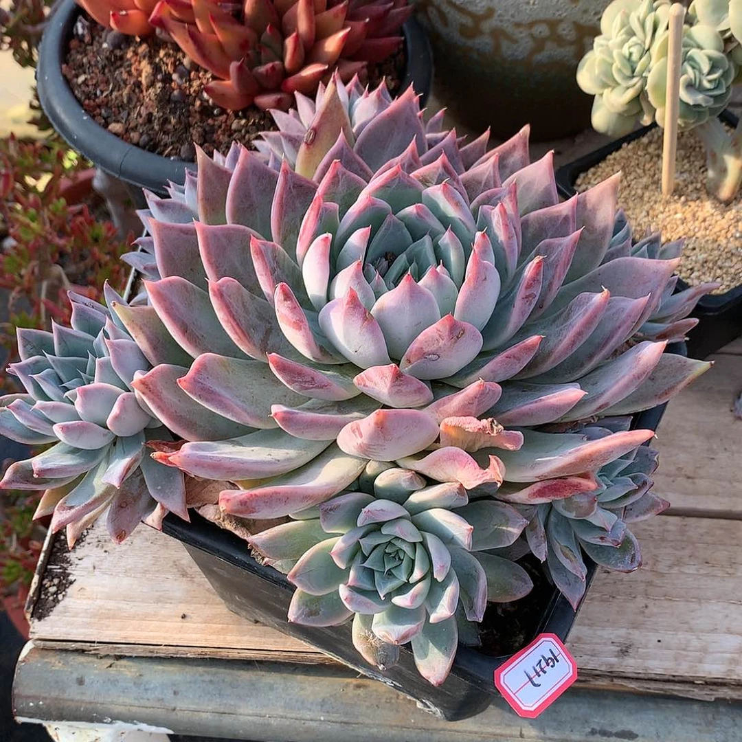 O*粉红桃花多肉19217