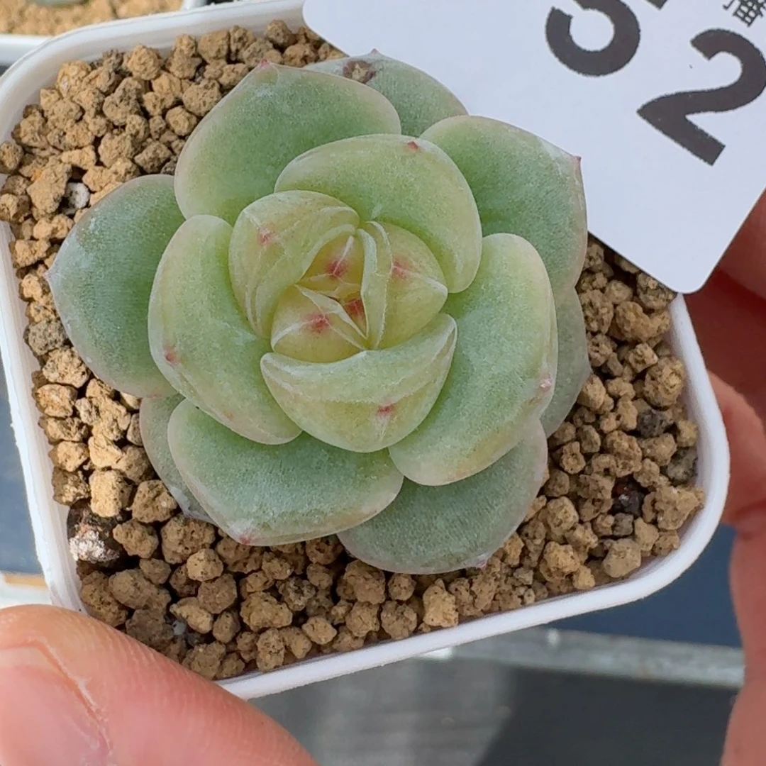 宽叶透体珍妮        精美多肉植物