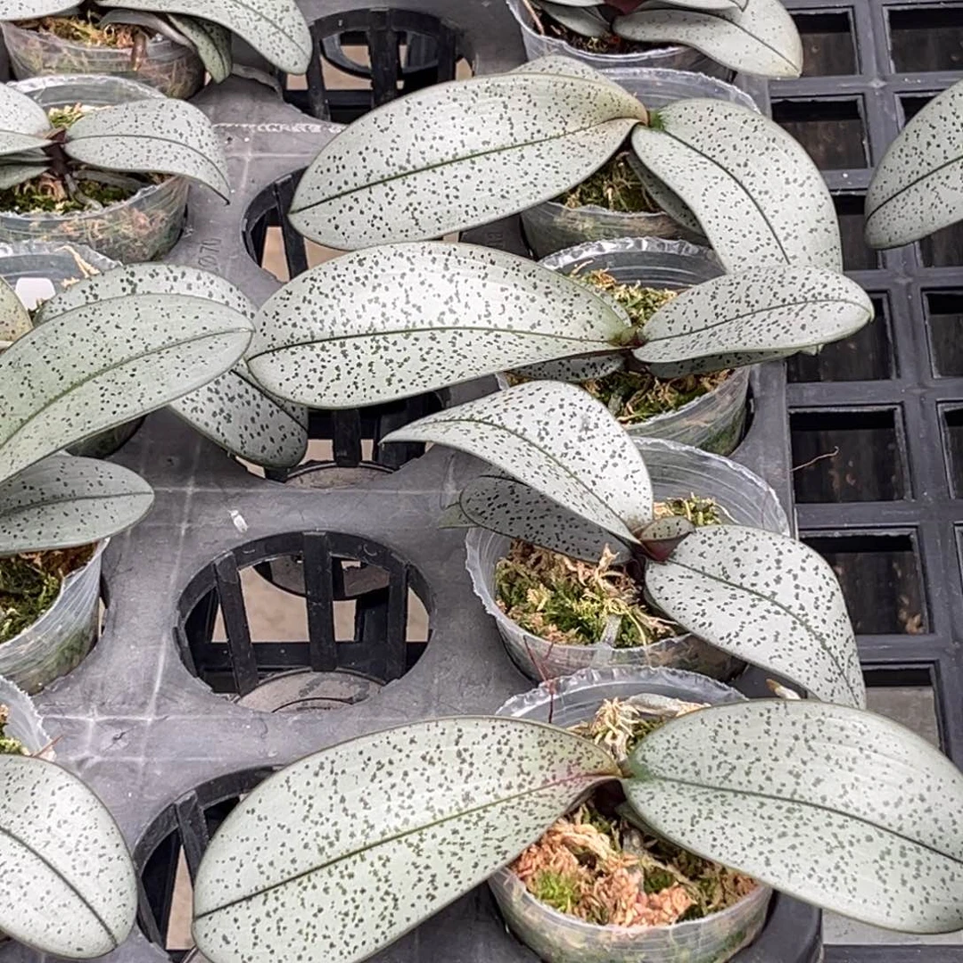 无花朵2.5寸超银西实生苗