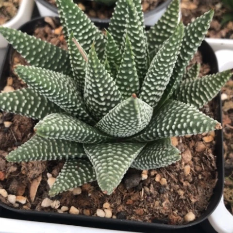 宇****秀硬叶硬叶多肉植物