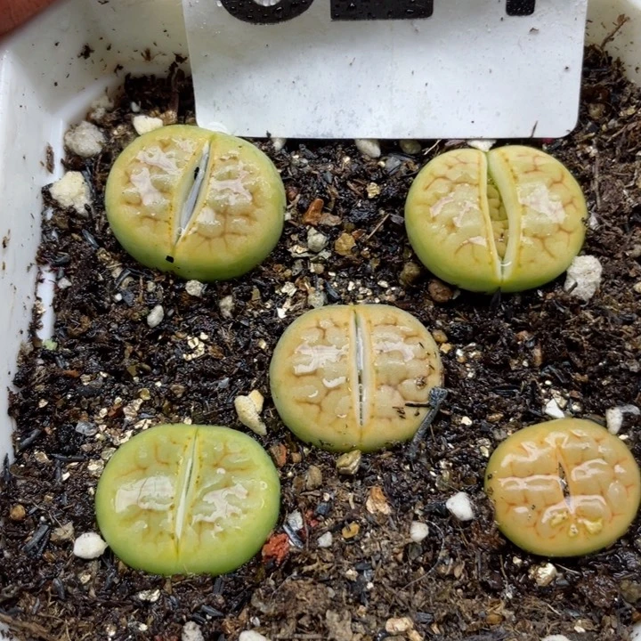 624黄绿富贵带盆