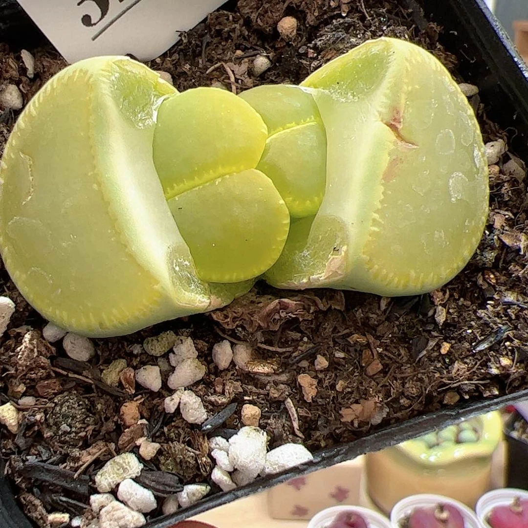 【闪购商品】323 绿光阳