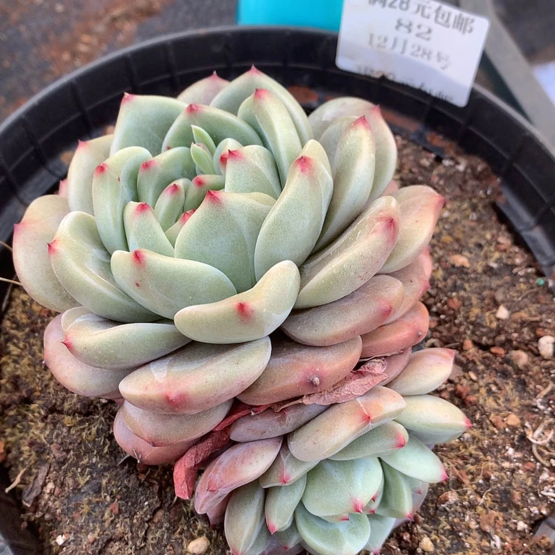 【闪购商品】云82号香槟玫瑰10厘米