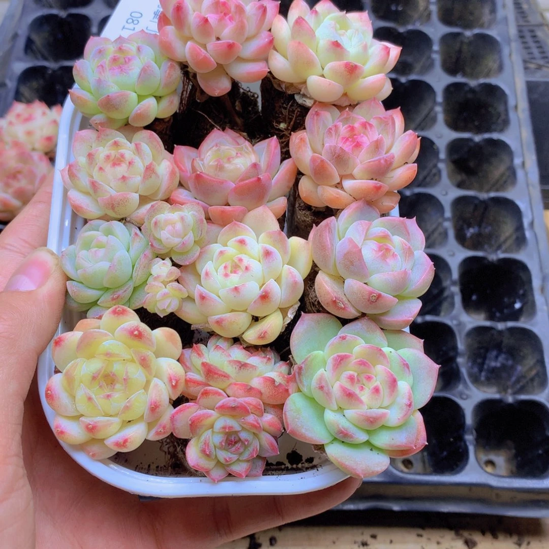 我要去看你了啊我的天081