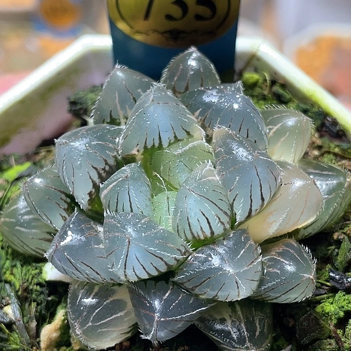 735蓝镜玉露锦特选福利