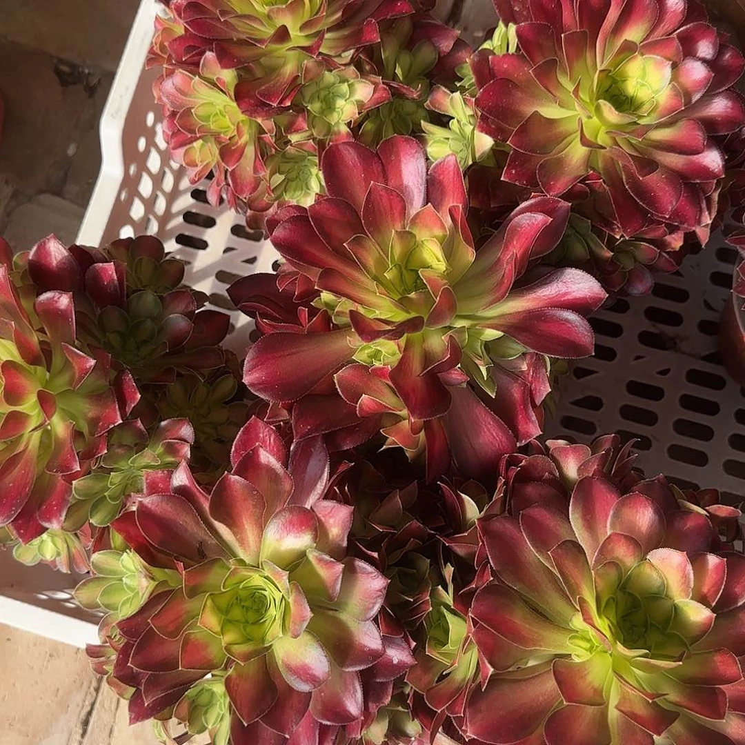 韶华小号手捧多肉