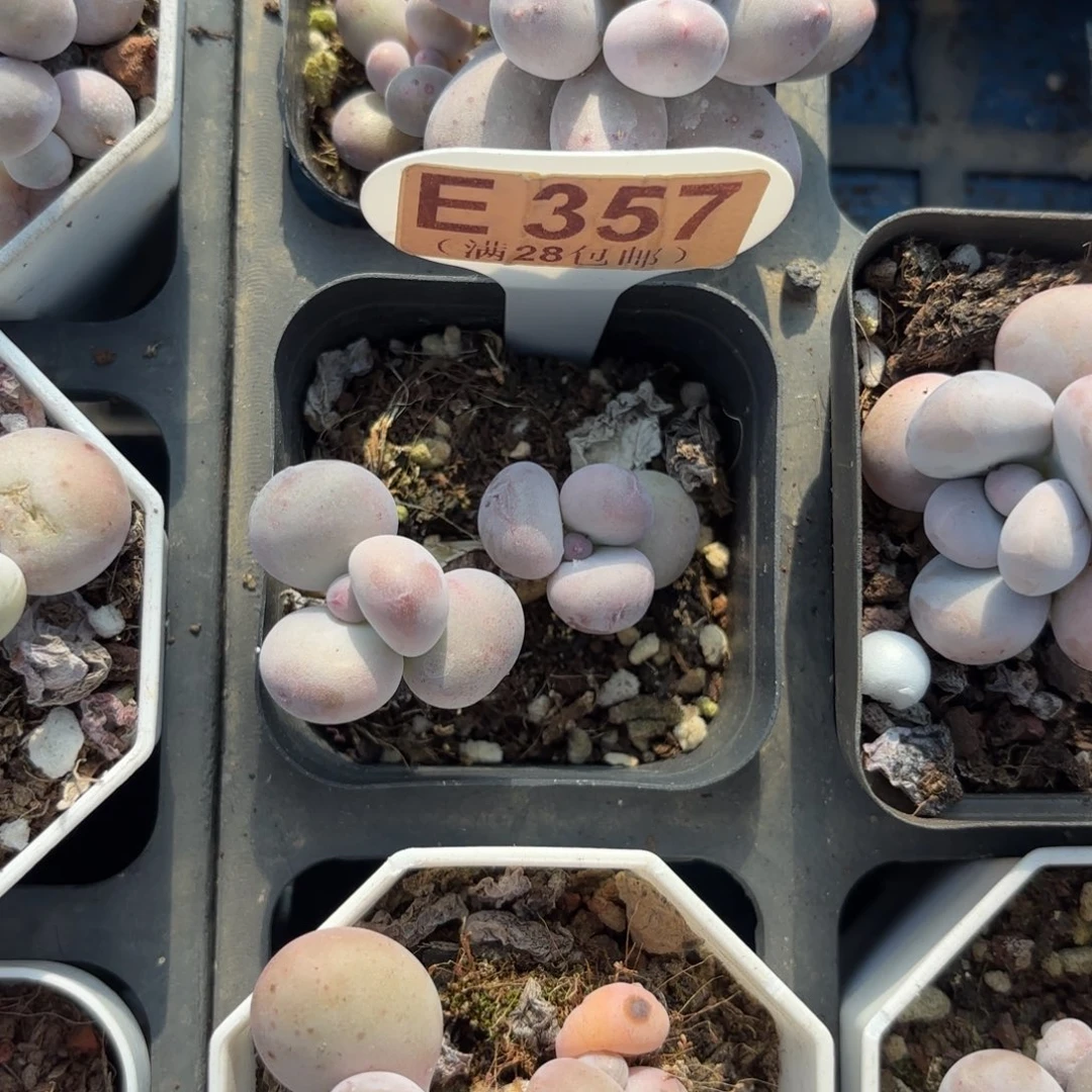 E357彩虹奶一物一拍