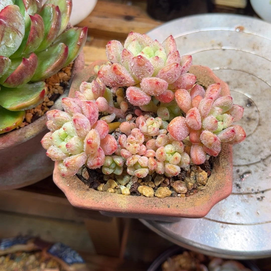 粉色娇羞多肉植物duchen