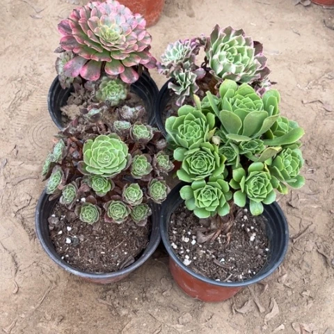 756多肉植物组合，