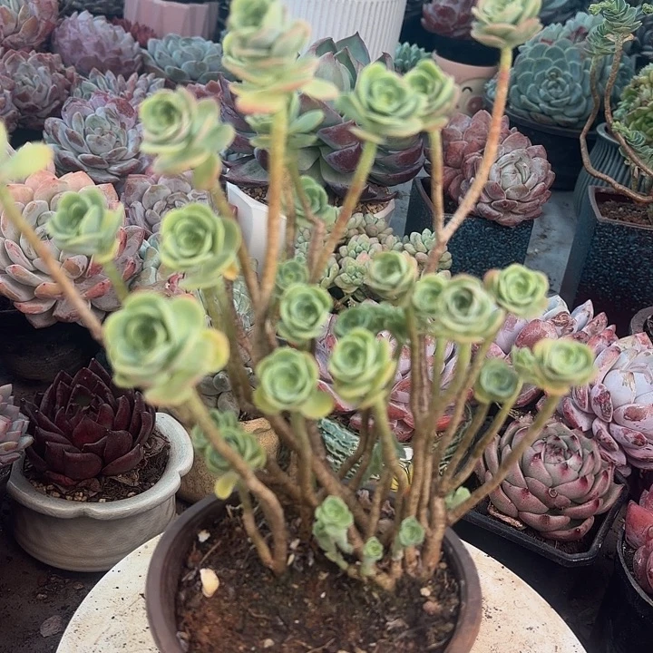 薄化妆多肉植物盆栽