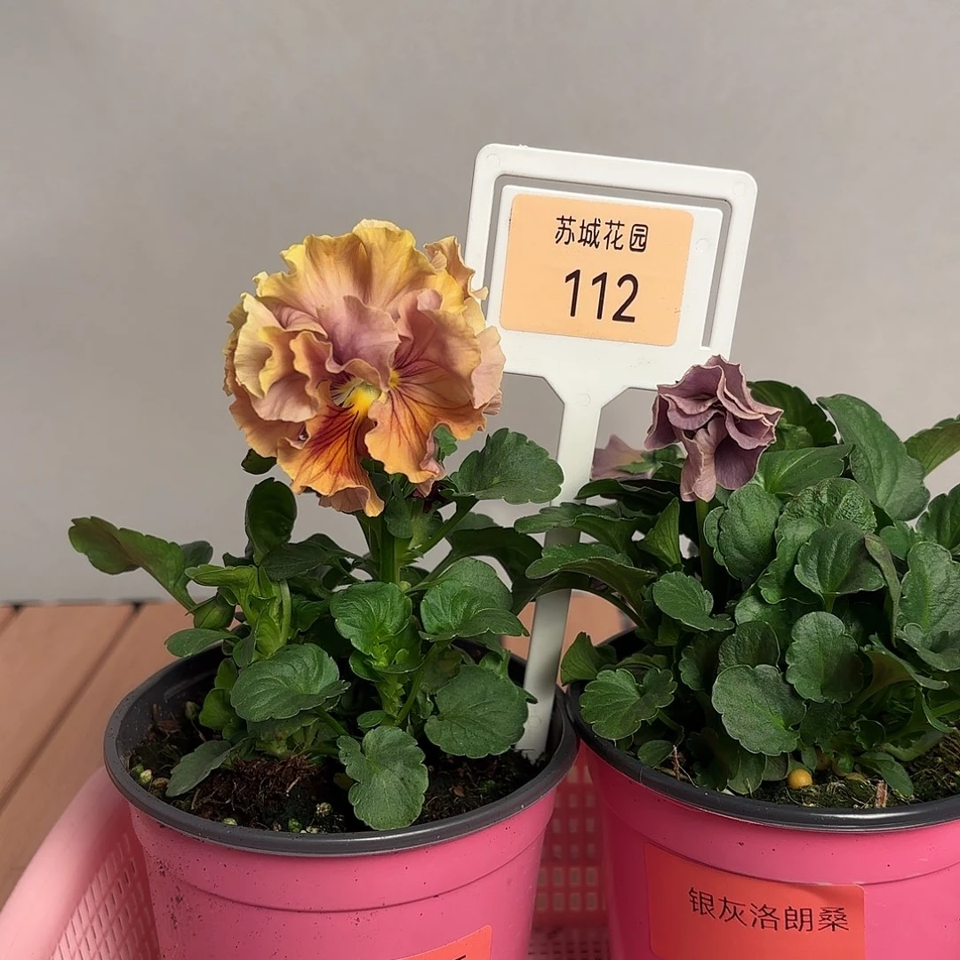 大部分开放少量花苞112