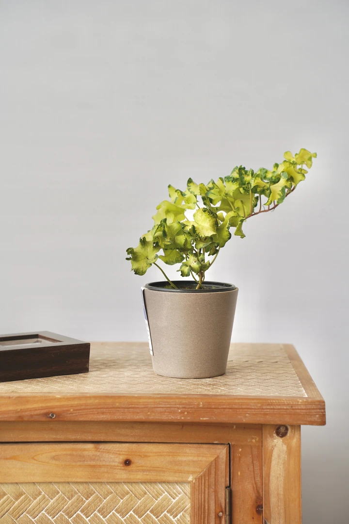 【常春藤属】雪莹盆栽爬藤蔓室内垂吊兰吸甲醛阳台绿植