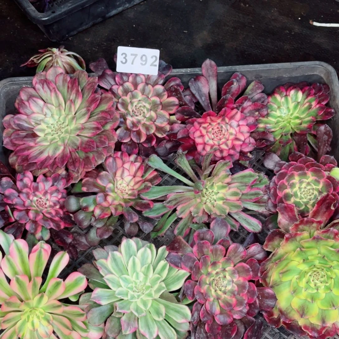 兮*一筐砍头不售后多肉