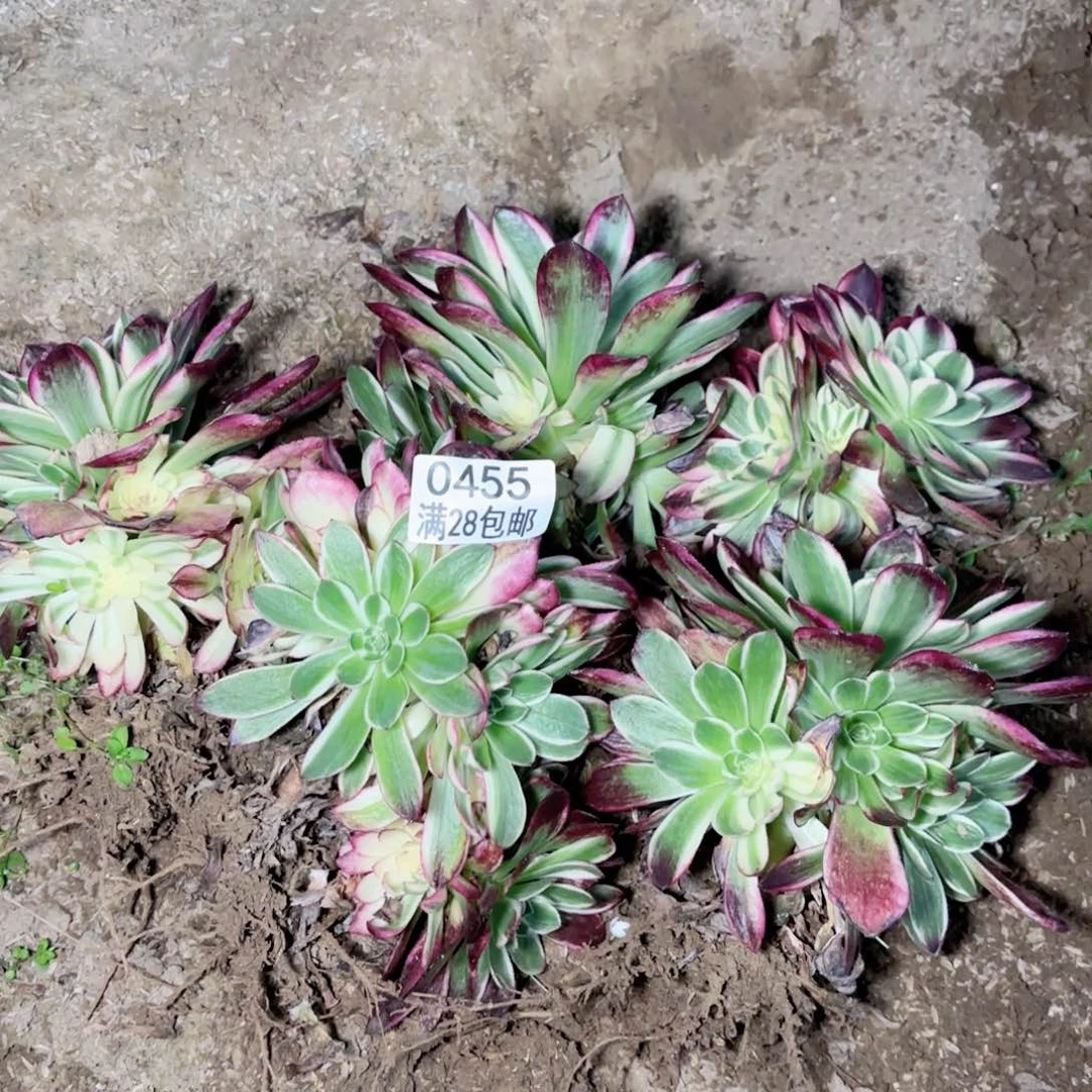 H.    0455组合多肉