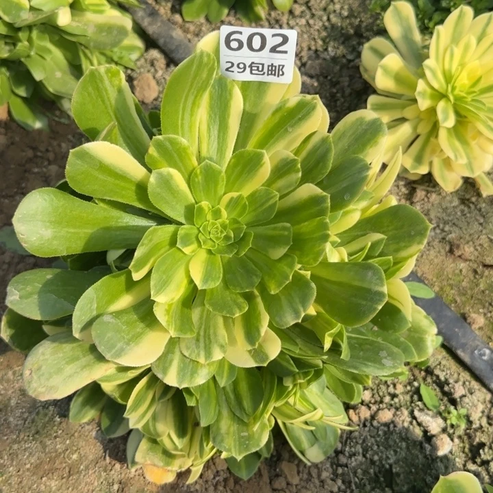五彩琉璃……多肉植物的