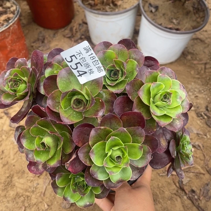 554魅金玫瑰绣球1