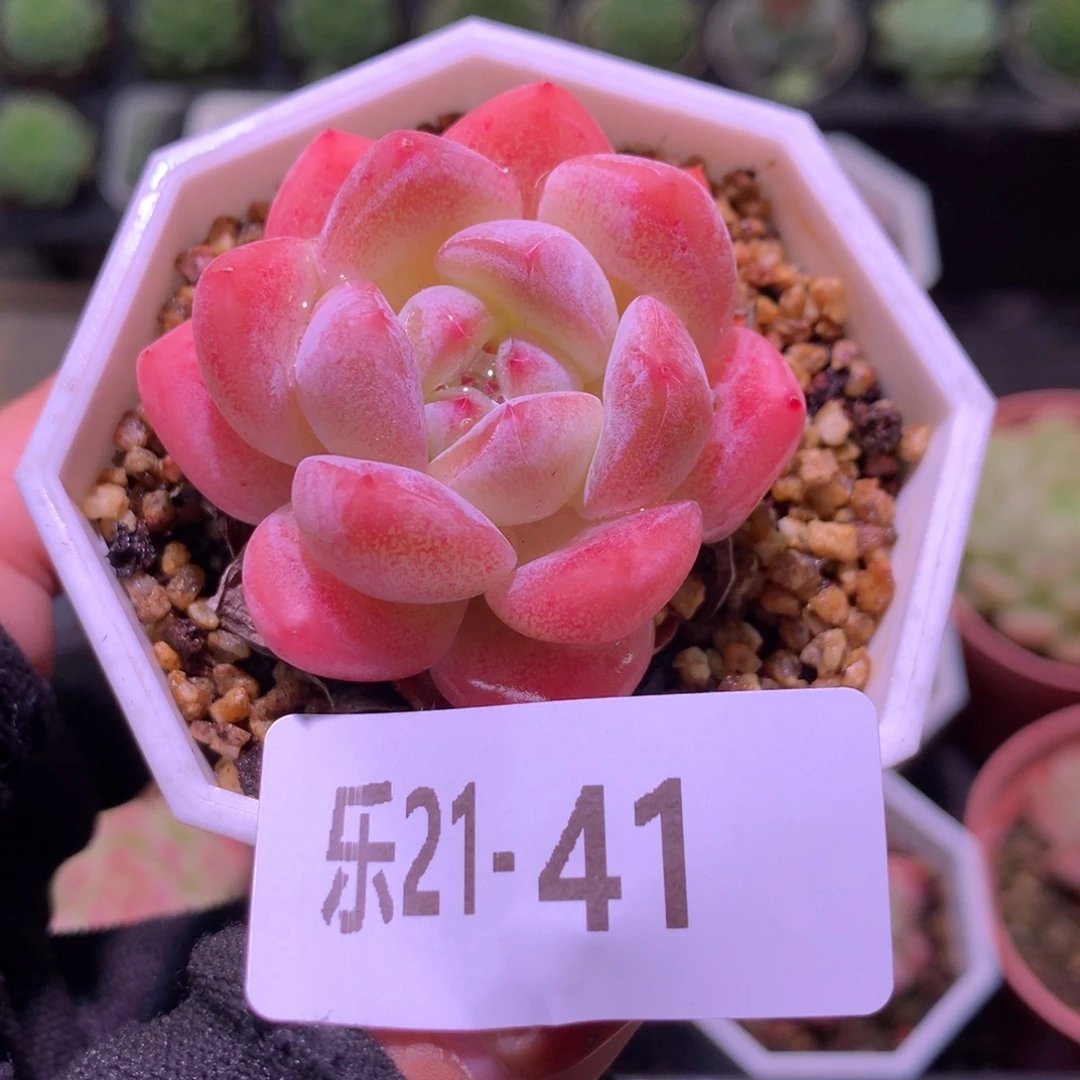 乐然21-41 刚毅单头