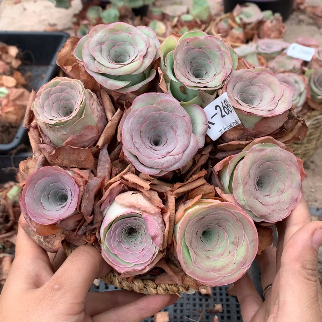 2689带篮子精品货9颗