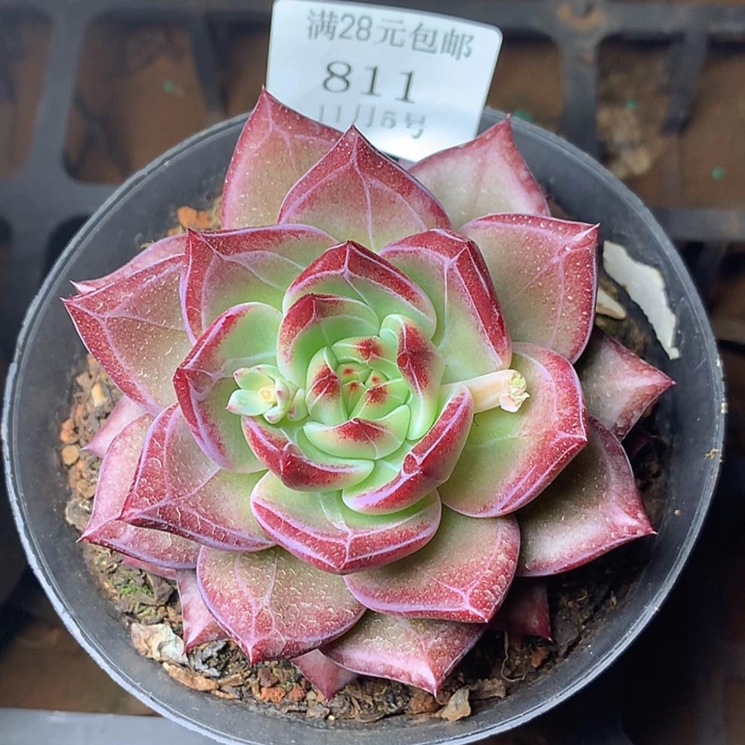 【闪购商品】云811号夜魔侠7厘米