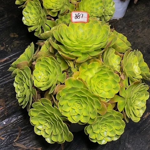 承***炉雨荷轮回887h法师