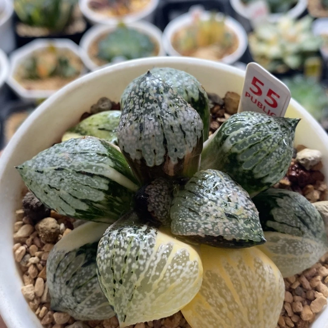不开花植物55丸叶白银