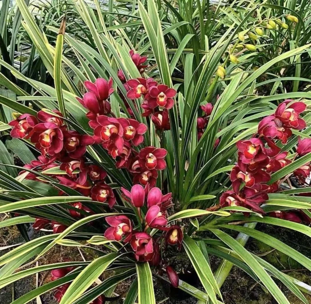 金边大红袍石斛兰带花带花苞发货