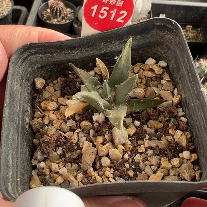 实生龙牙牡丹一棵仙人球