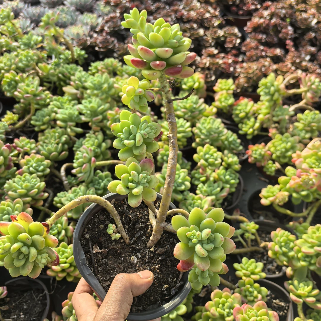 ynxgll香格里拉整桩老桩妖桩精控带香味多肉植物防辐射净化空气