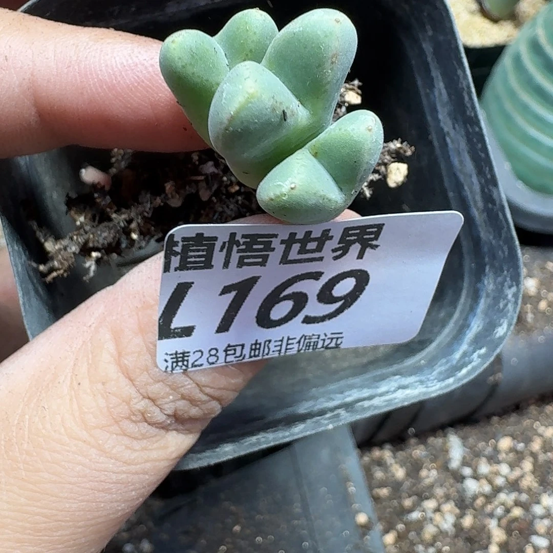 多肉植物的润泽发红包