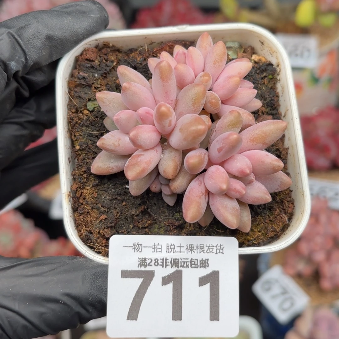 小星黛露无盆土发货