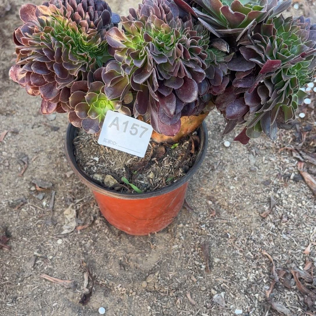 欧紫缀断枝不包157