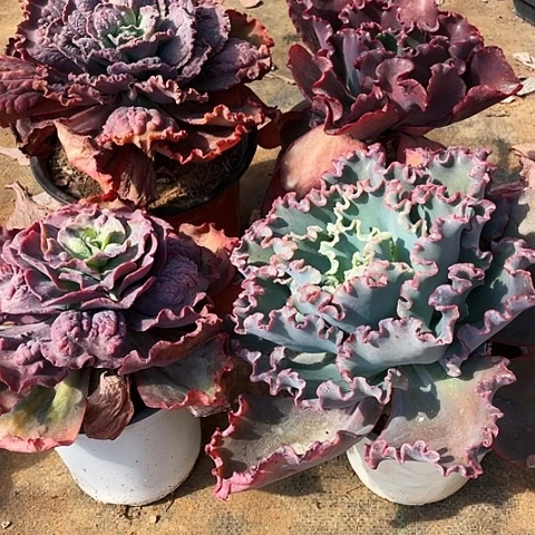 ¹**⁰多肉植物嘉年华和婚纱、瑞杂带赠品 4 棵